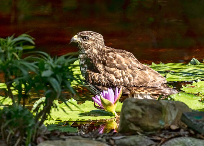 A red-shouldered hawk takes a bath among the water lilies in a backyard pond in St. Augustine Beach.