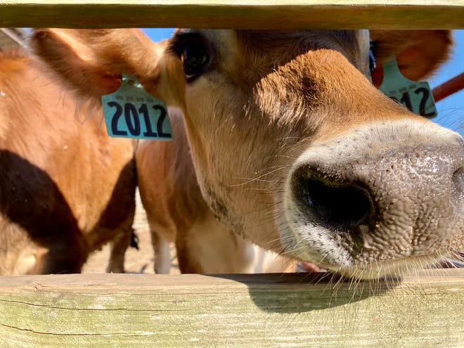 There are 73 cows currently being milked at Milky Way farm and a handful of curious younger cows who will be added to the herd in coming years. Farm owner L.D. Peeler anticipates the automatic milker and creamery additions to require more cows in the daily milking lineup.
