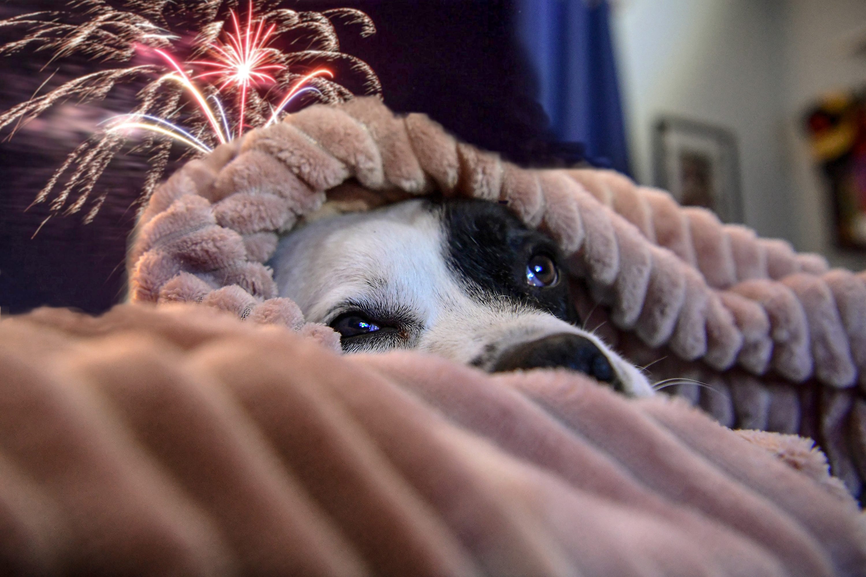Why Do Dogs Hate Thunder And Fireworks