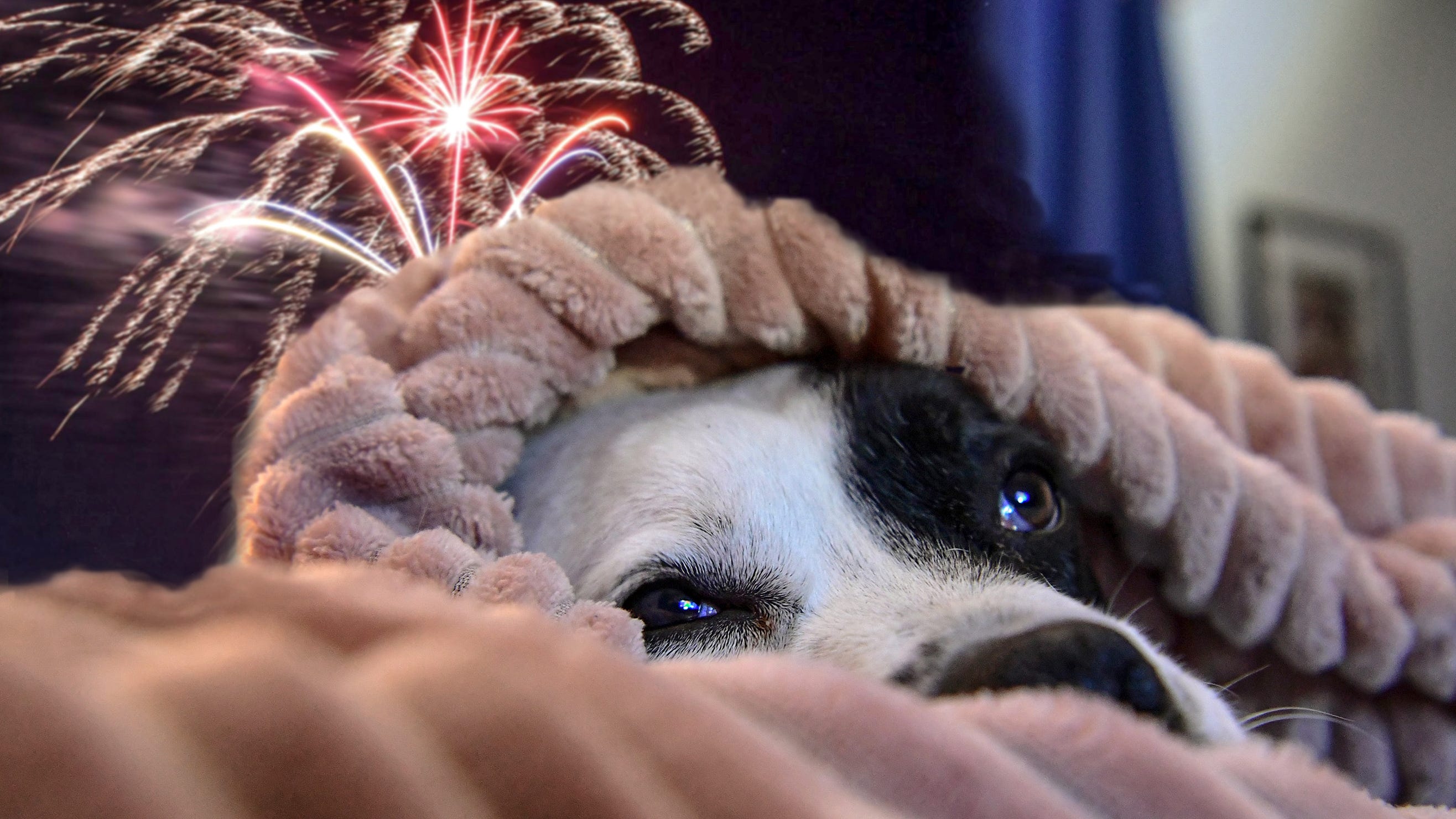 Tips for pet owners: How to help dogs stay calm during fireworks, storms