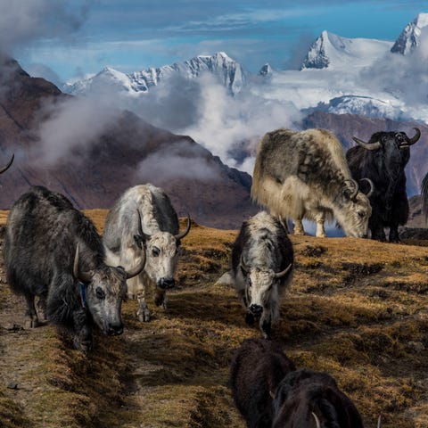Yaks crest a ridge in the valley of Chu-tang in Do