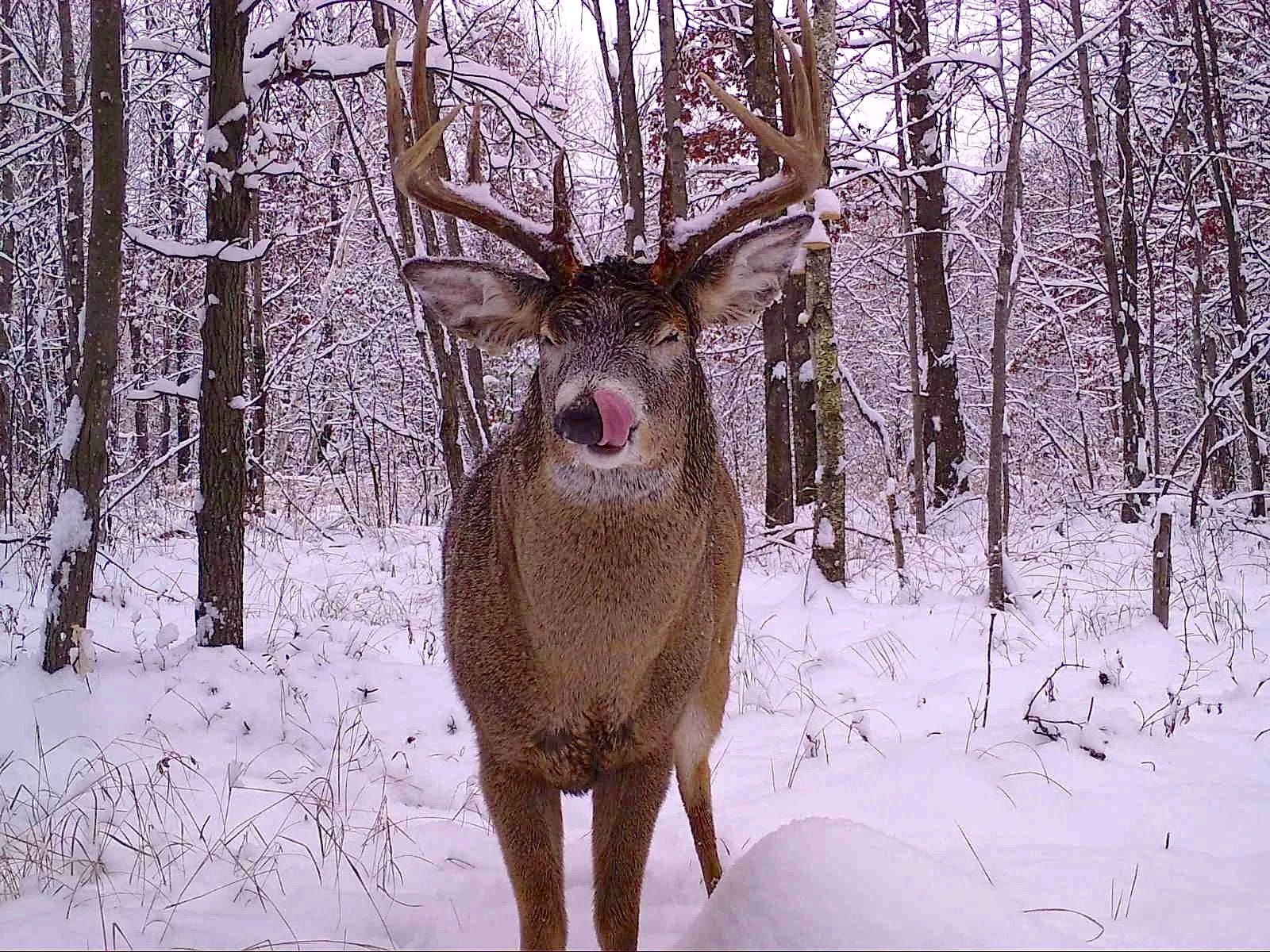 Snapshot Wisconsin wildlife project reaches 50 million images