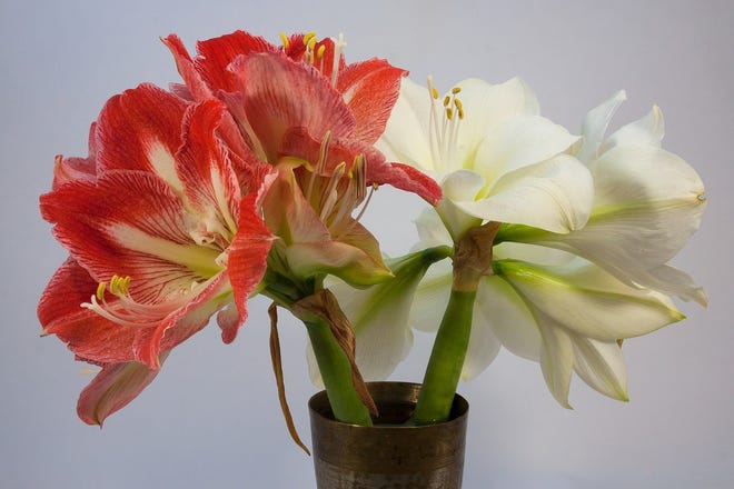 Amaryllis is beautiful but its bulbs can be highly toxic to humans and pets.