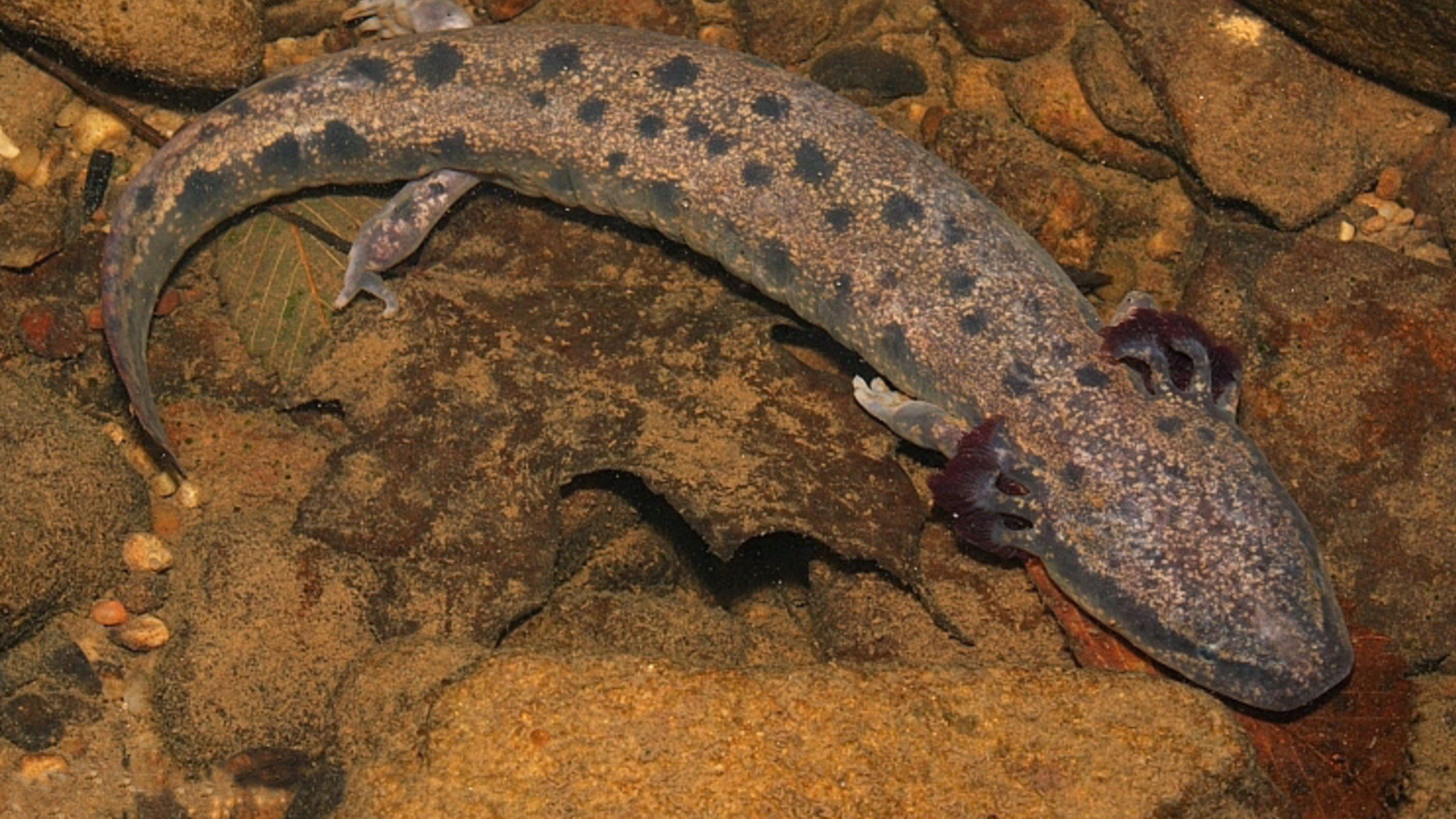 mudpuppy and hellbender sightings to be reported