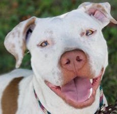 Adoptable canine and cats are available at Jacksonville-location shelters