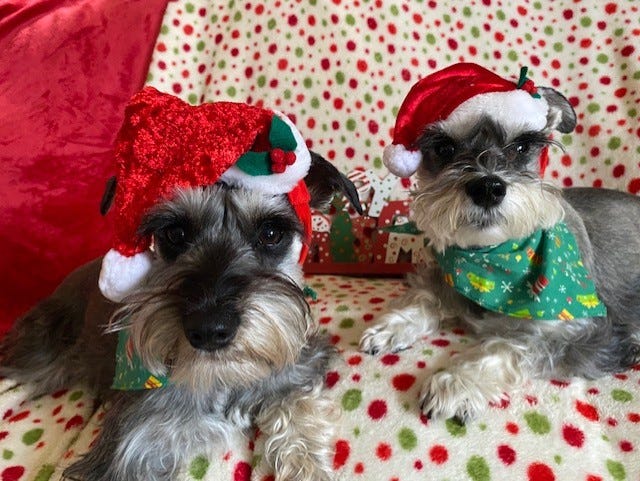 Molley and Bella are ready for Santa Paws and they, along with their humans, want to wish everyone a very Merry Christmas!