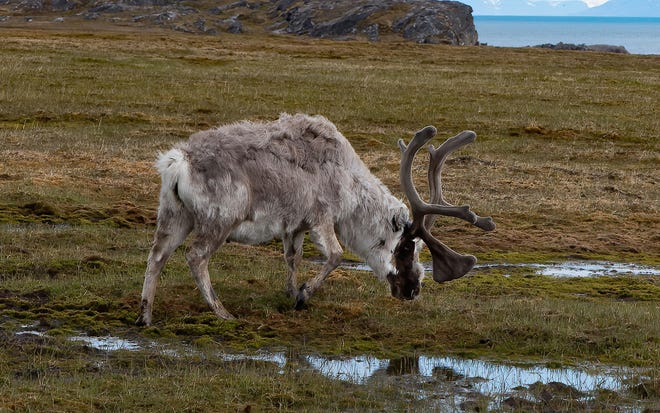 Caribou, reindeer are section of the exact species
