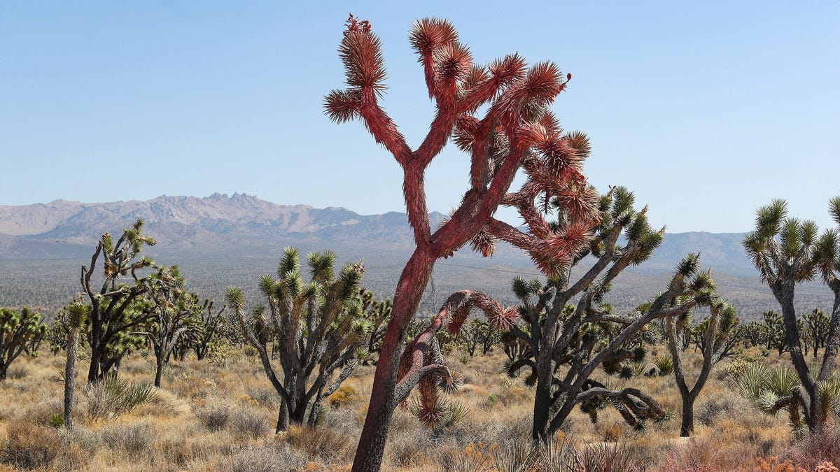 A Joshua tree discolored pink with fire retardant contrasts with others in the Cima Dome's Joshua tree forest. The Dome Fire scorched 43,273 acres here in the northern reaches of the Mojave National Preserve, September 2, 2020.