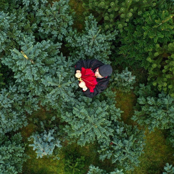 An aerial view shows tree nursery owner Heiko Tacke standing between the Christmas trees at his farm in Halver, western Germany on December 9, 2020.