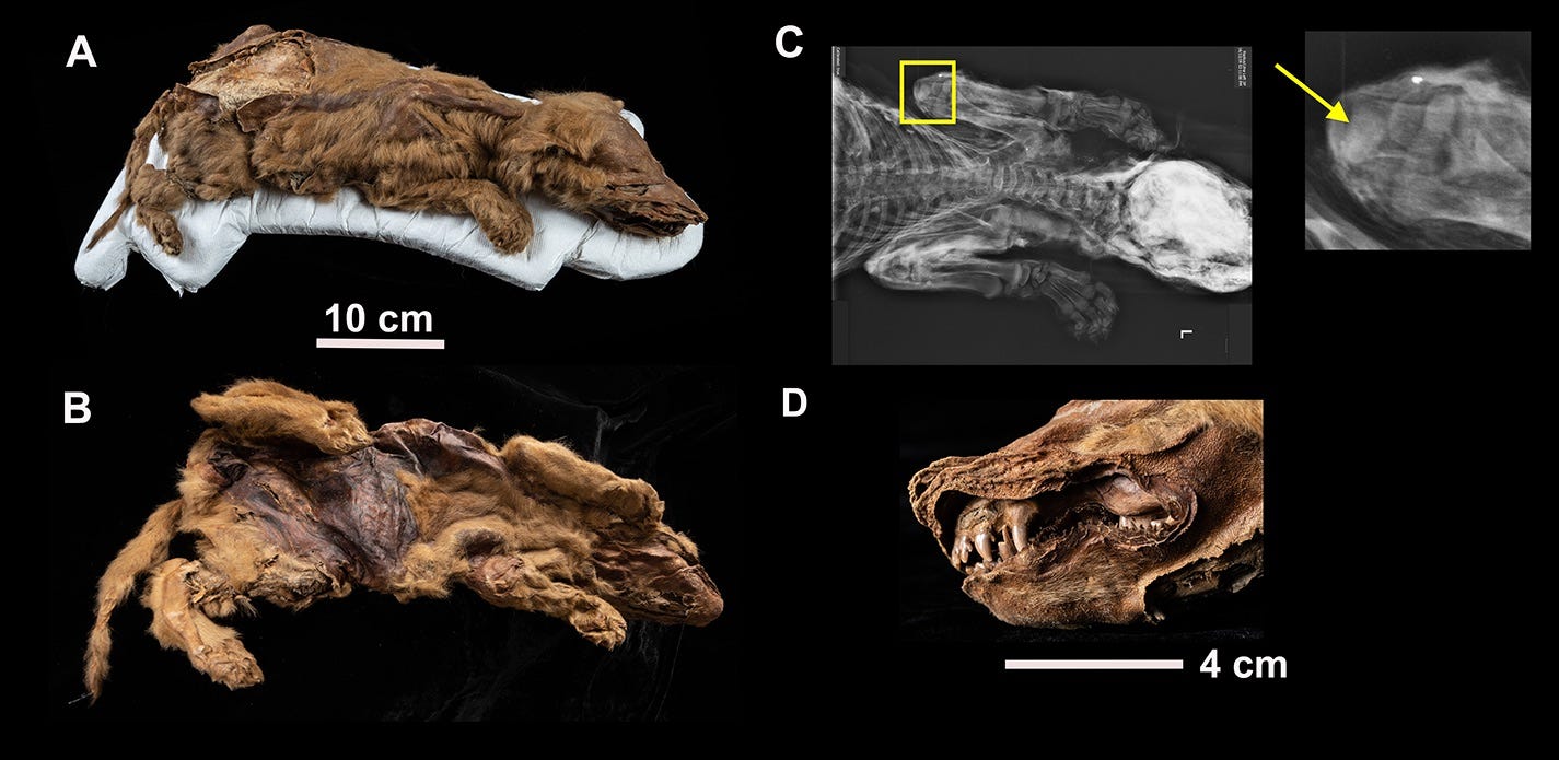 Research of 57,000-year-old wolf mummy: Ancient pup's ancestors, death