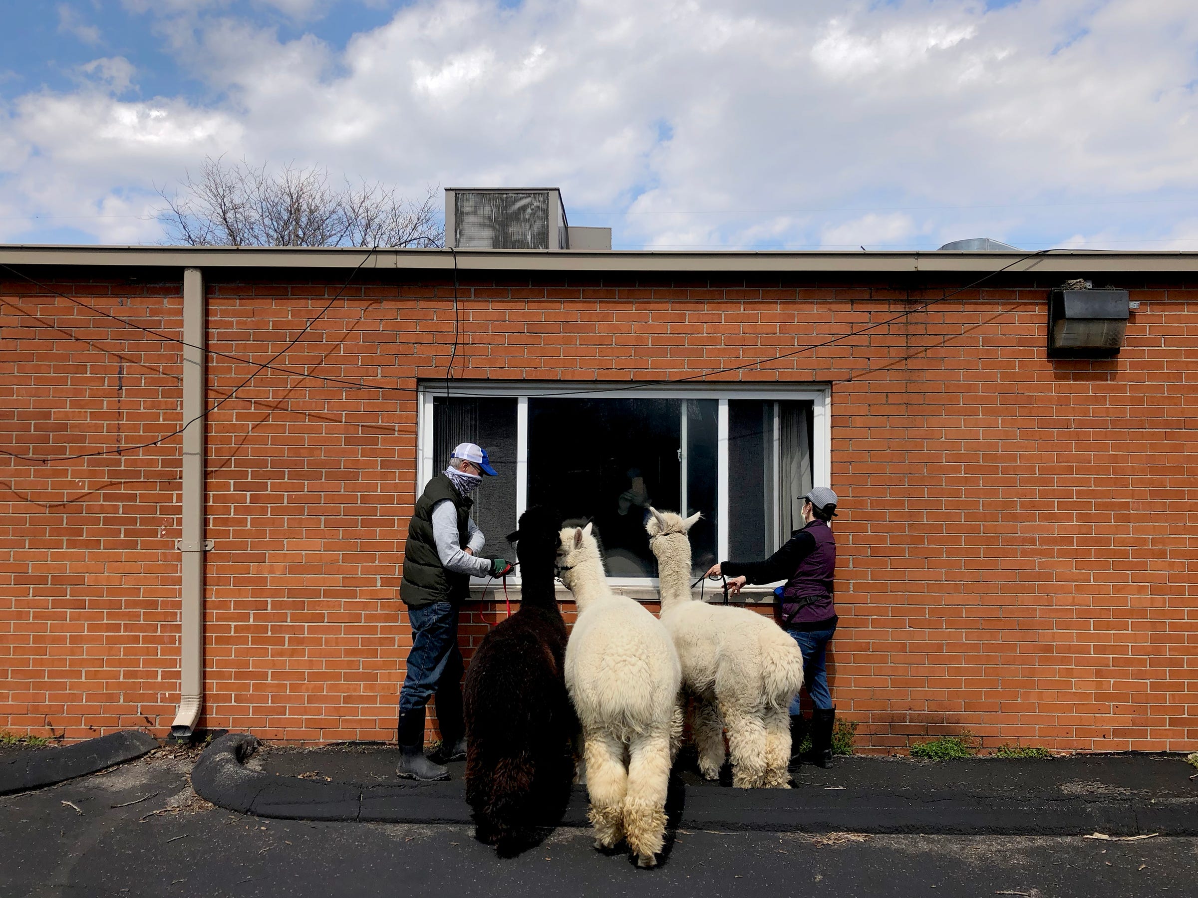 Nicole and Tim George and their alpacas, Thunder, Lego and Finn, visit with seniors at Cedar Woods Assisted Living in Belleville on Saturday, April 11, 2020. The George's brought them to brighten up the day for some of the 110 residents that live there. Nozmi Elder, 70, of Dearborn and owner of Cedar Woods Assisted Living said most of the residents have been confined to their rooms for the past 3 weeks because of coronavirus and thought the site of alpacas would lift their spirits.