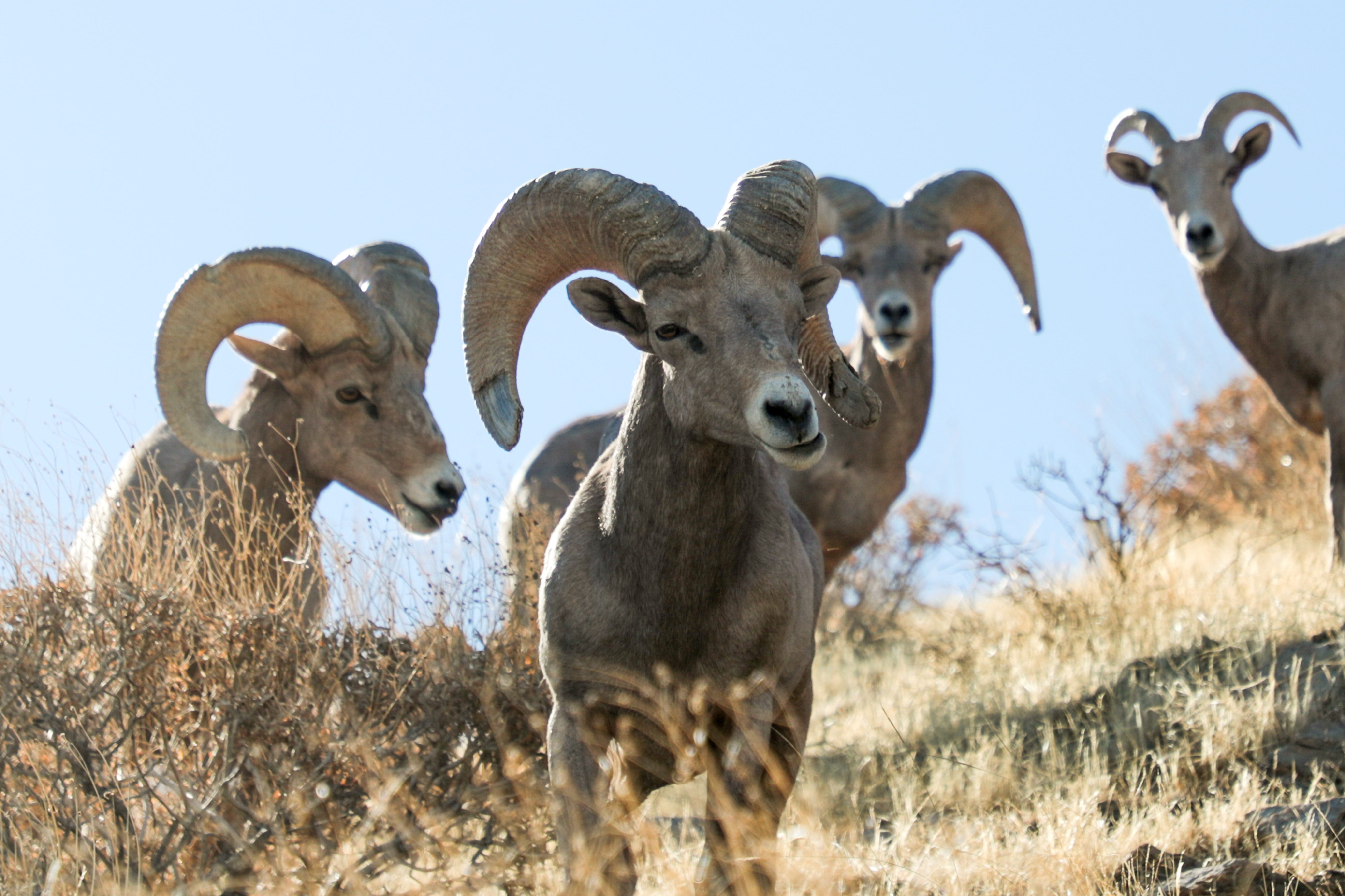 State biologist: Peninsular bighorn sheep population 'relatively stable' State biologist: Peninsular bighorn sheep population 'relatively stable'