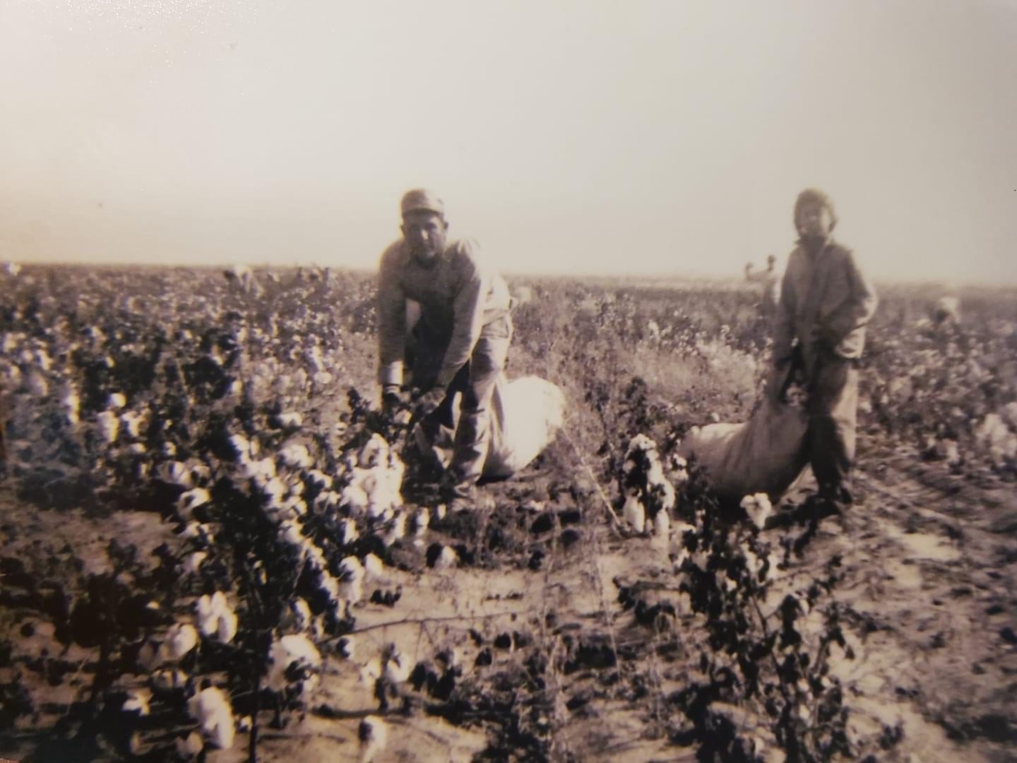 Cotton Picker