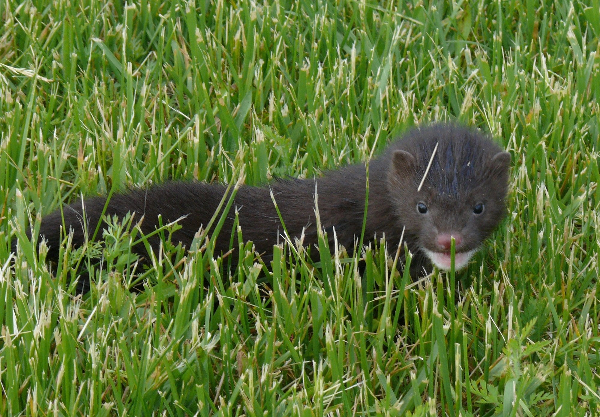 Conservation Corner: Winter wildlife spotlight - American Mink