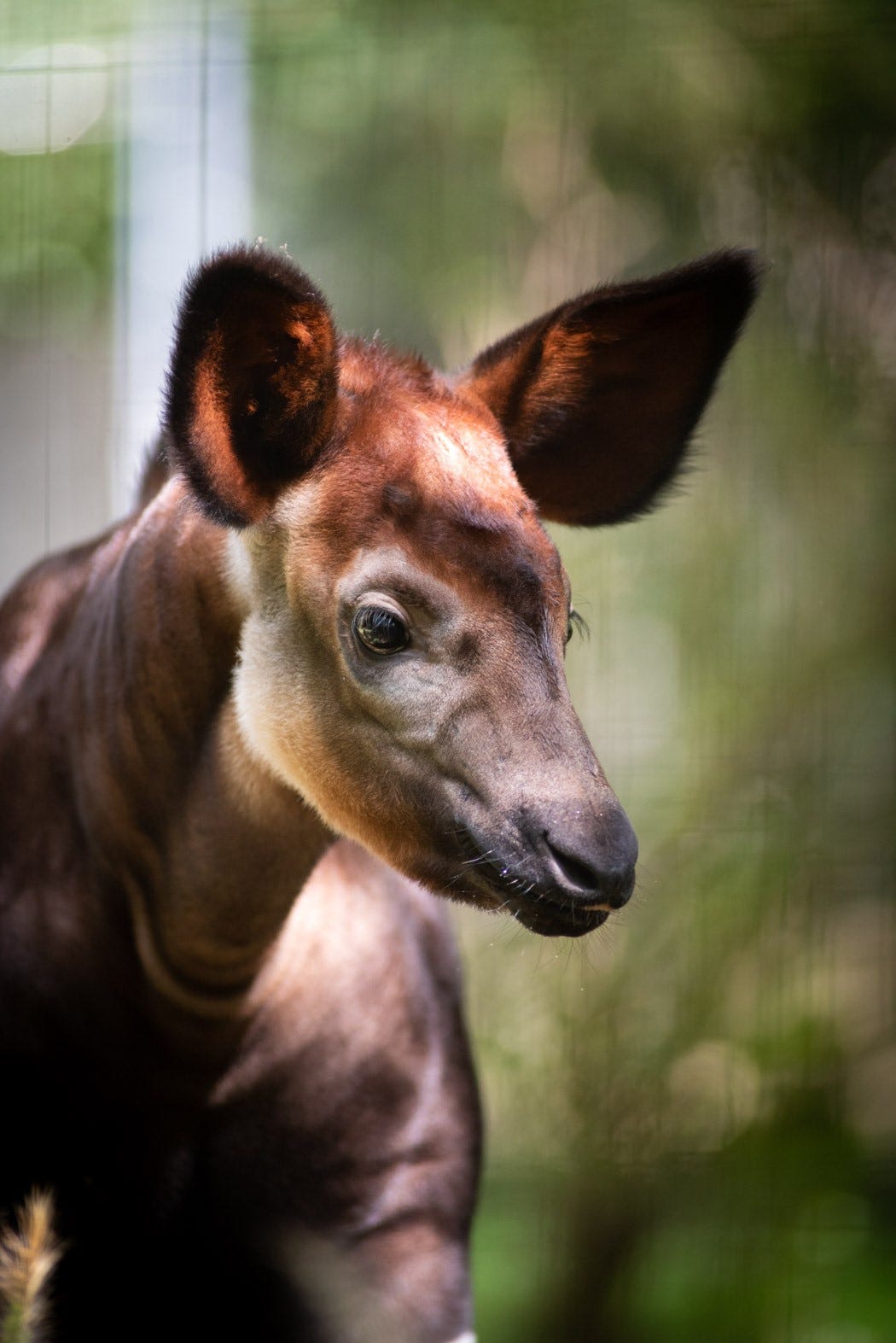 Columbus Zoo euthanizes injured 7-month-old okapi calf Columbus Zoo euthanizes injured 7-month-old okapi calf