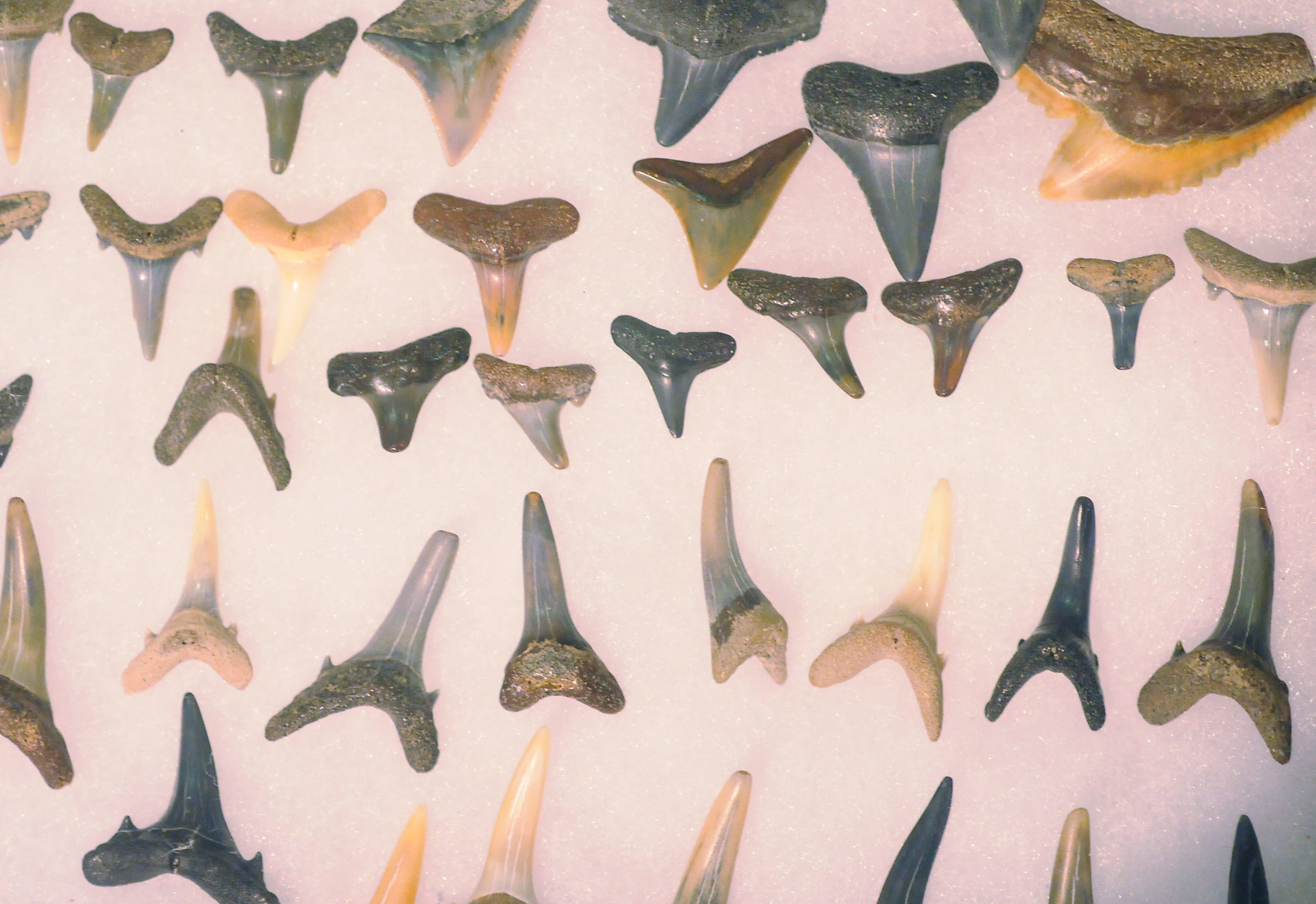 Shark teeth on display at the 2015 North Carolina Shell Show.