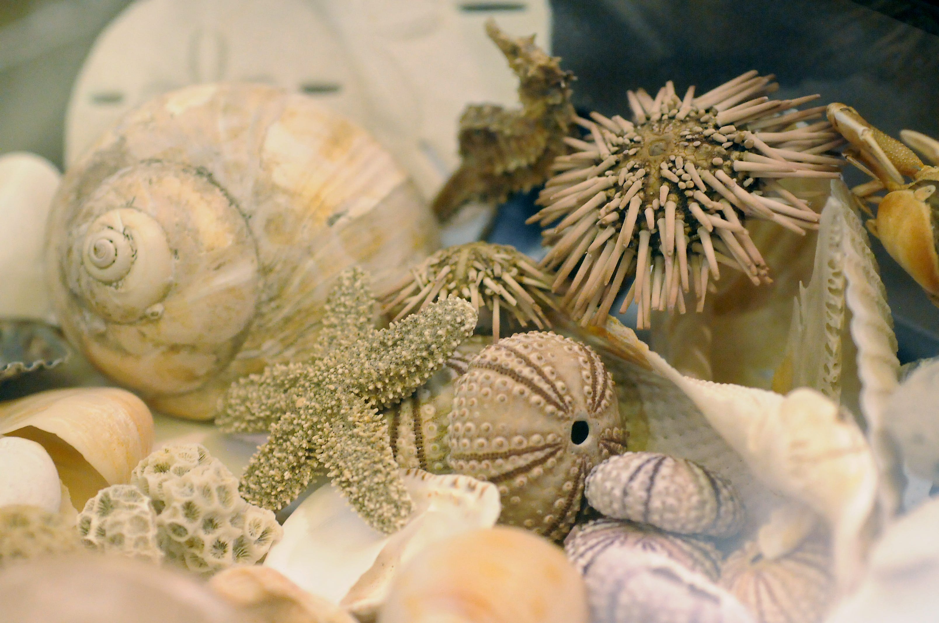 A display at the 2015 North Carolina Shell Show.