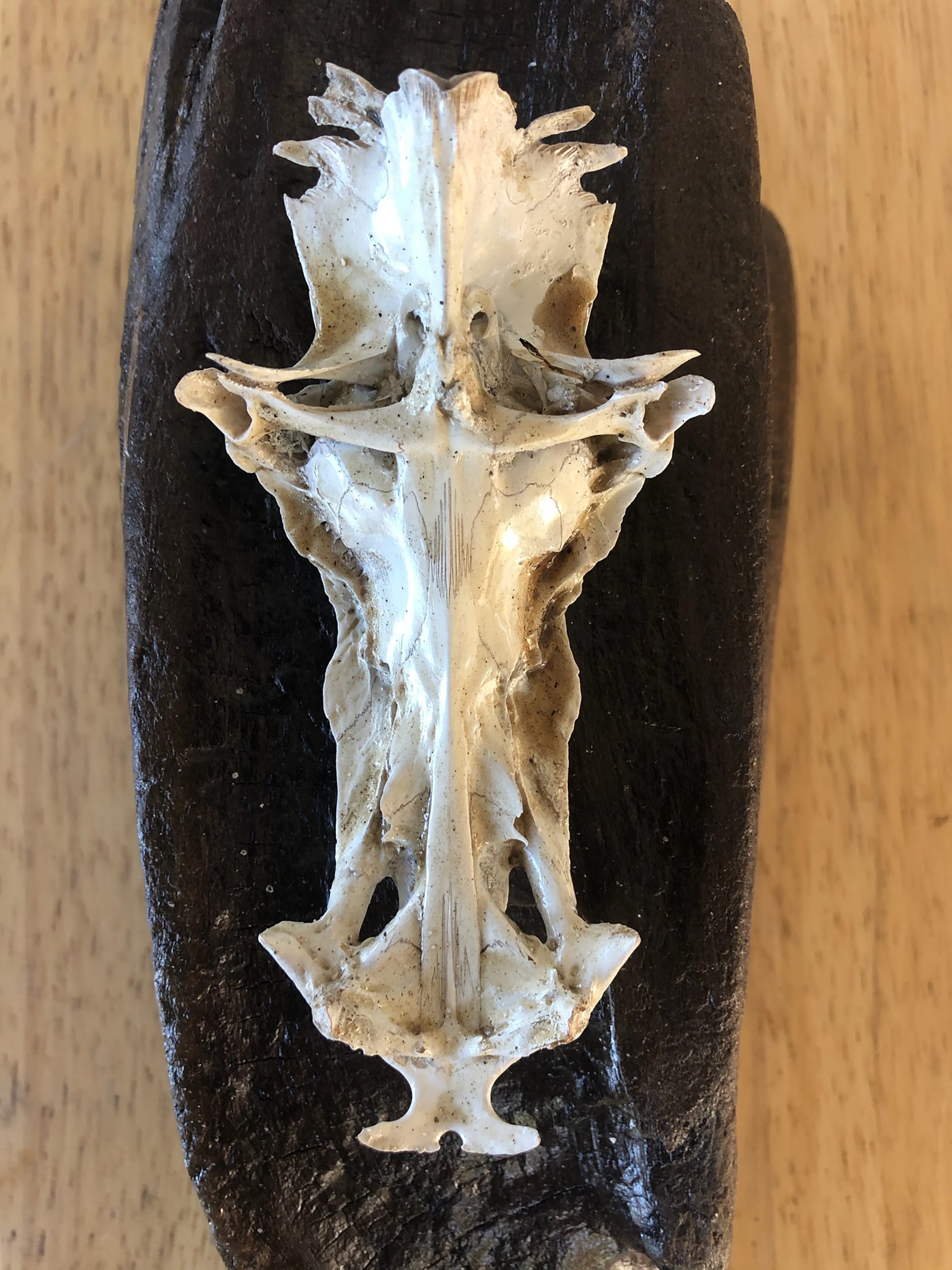 Catfish Skulls Resembling Crucifix Become Art In Mississippi Catfish Skulls Resembling Crucifix Become Art In Mississippi