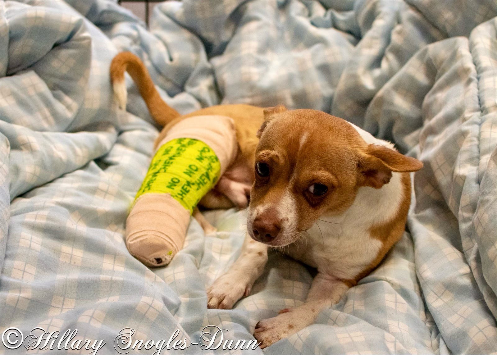 Can A Dogs Broken Leg Be Fixed