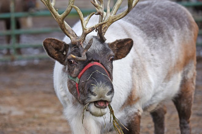 Jingle the reindeer enjoys a bit of food at Kleerview Farms in this News Journal file photo.