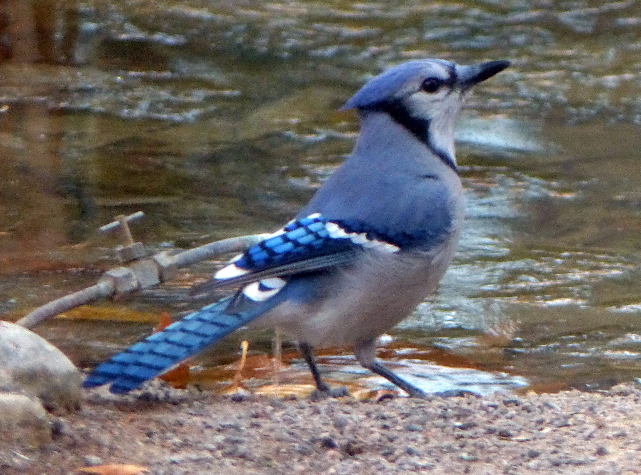 Blue Jay Surprises With Rare Mesilla Valley Visit