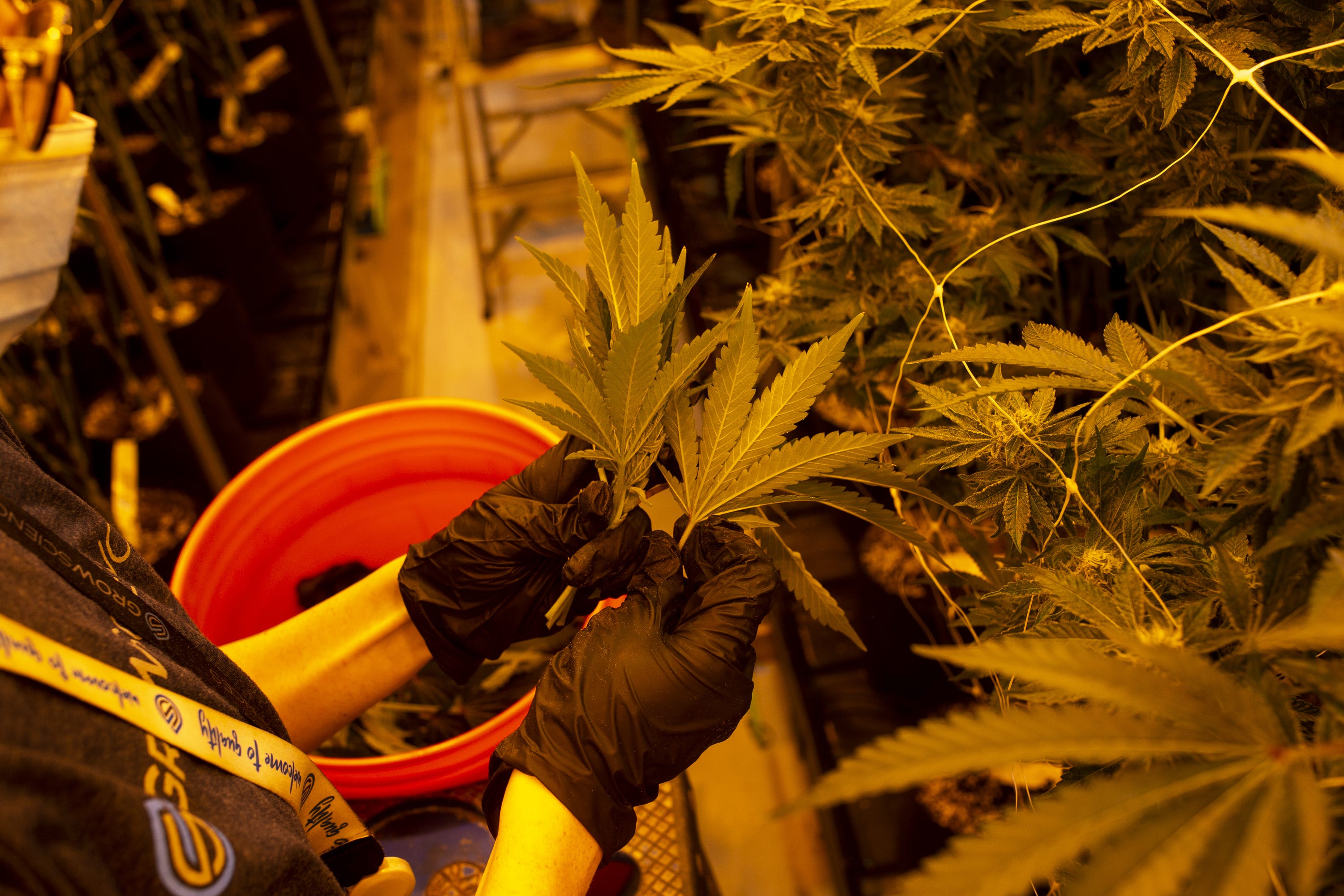 Grow Sciences, other premium marijuana growers expanding in Arizona