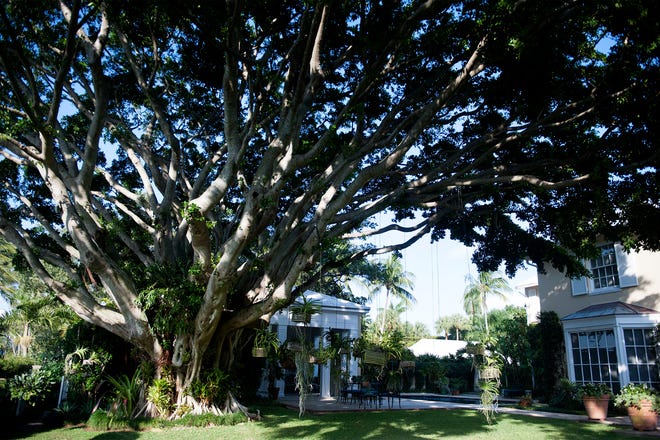 A Ficus provides a canopy in Kit Pannill's garden at her Palm Beach home December 17, 2020. The Preservation Foundation of Palm Beach awarded its 2020 Lesly S. Smith Landscape Award to Kit Pannill last March, but the garden tour was postponed due to COVID-19 restrictions.