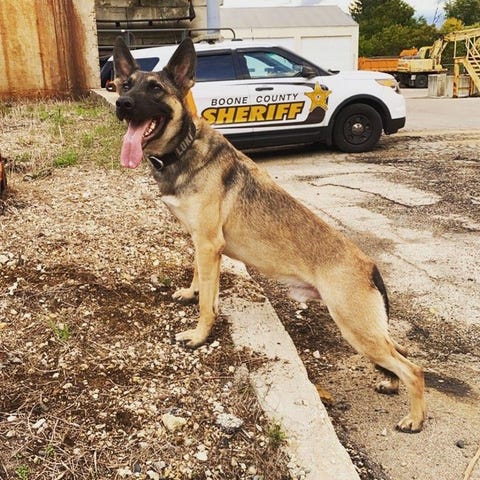 K-9 Officer Loki died in the line of duty early Su