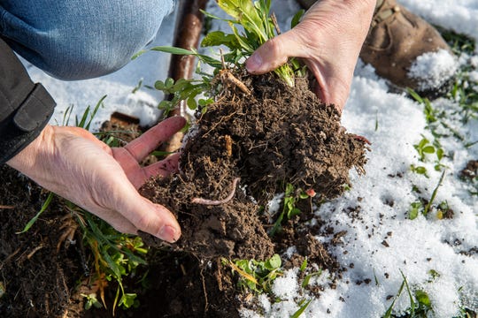 Farmer Rick Clark digs up a small batch of dirt from his field to see if he can find any earthworms at his farm in Williamsport, Ind., on Friday, Dec. 18, 2020. Clark is a regenerative agriculture farmer, focusing on soil health and removes chemicals and fertilizer from his fields. 
