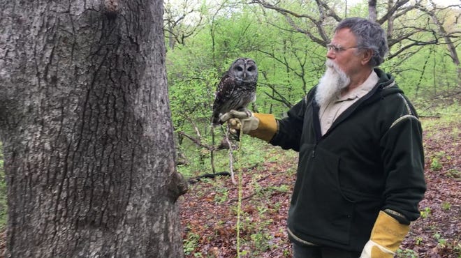 Dallas County Conservation Board naturalist Chris Adkins shows Strix the Barred Owl.