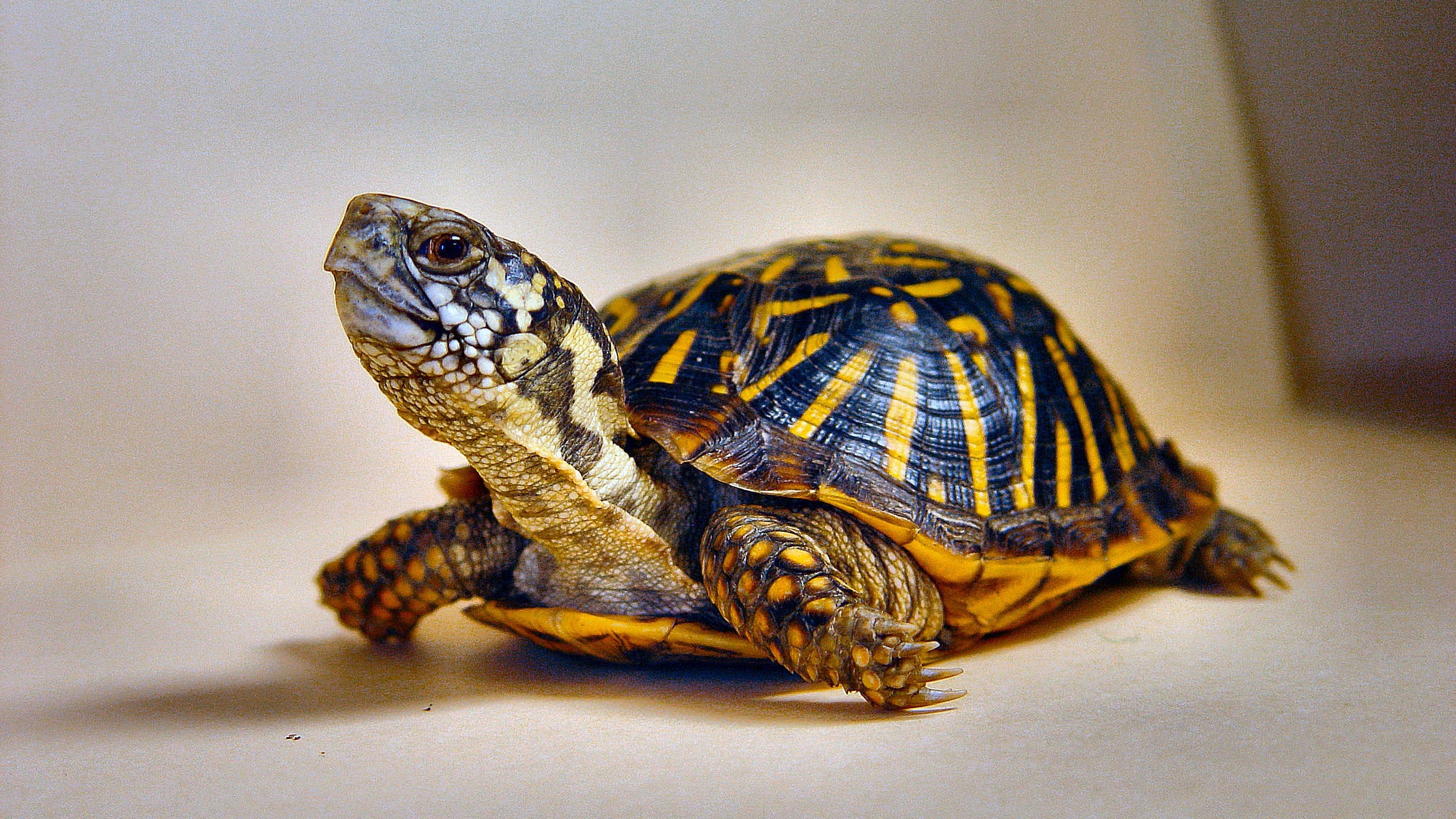 Ornate box turtle, the Kansas state reptile, needs protections: KDWP