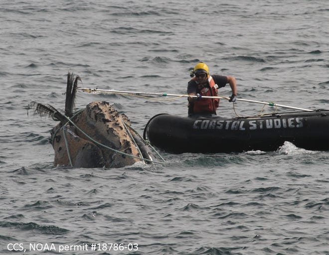 A new plan released Wednesday by the National Oceanic and Atmospheric Administration calls for a 60% reduction in North Atlantic right whale deaths. The plan comes as the right whale population continues to decline in number.