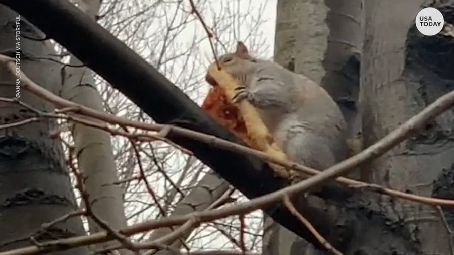 A squirrel was spotted in a Brooklyn park eating a New York slice of pizza.
