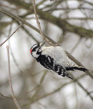 This Downy Woodpecker was included in the Wooster Christmas Bird Count after being spotted at the Killbuck Marsh Wildlife Area.