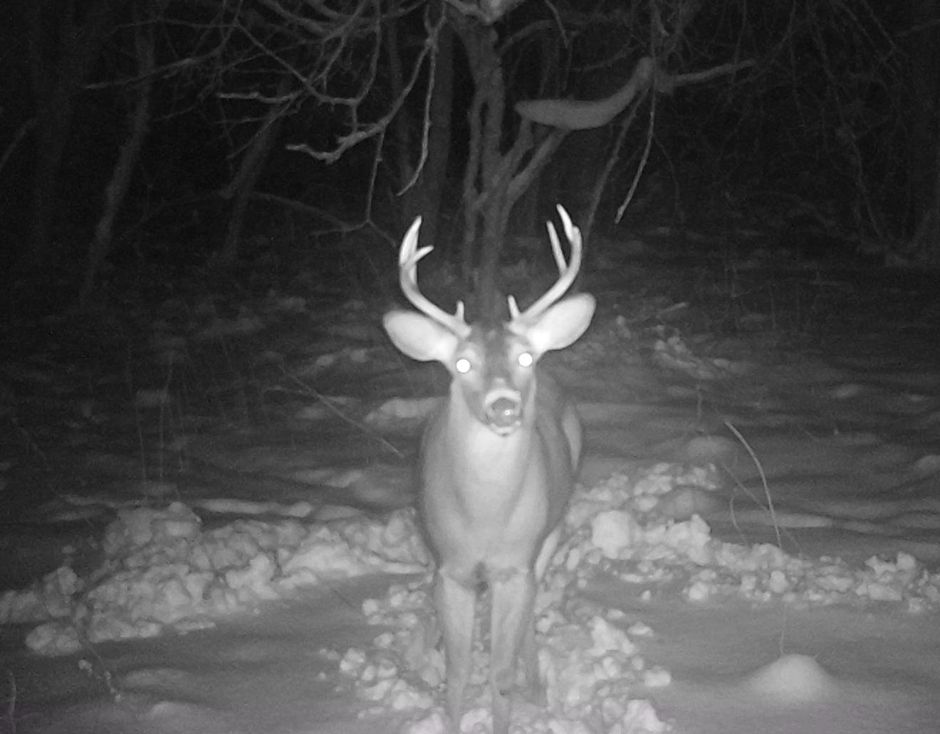 How a tracking snow provides a window into the world of the whitetail