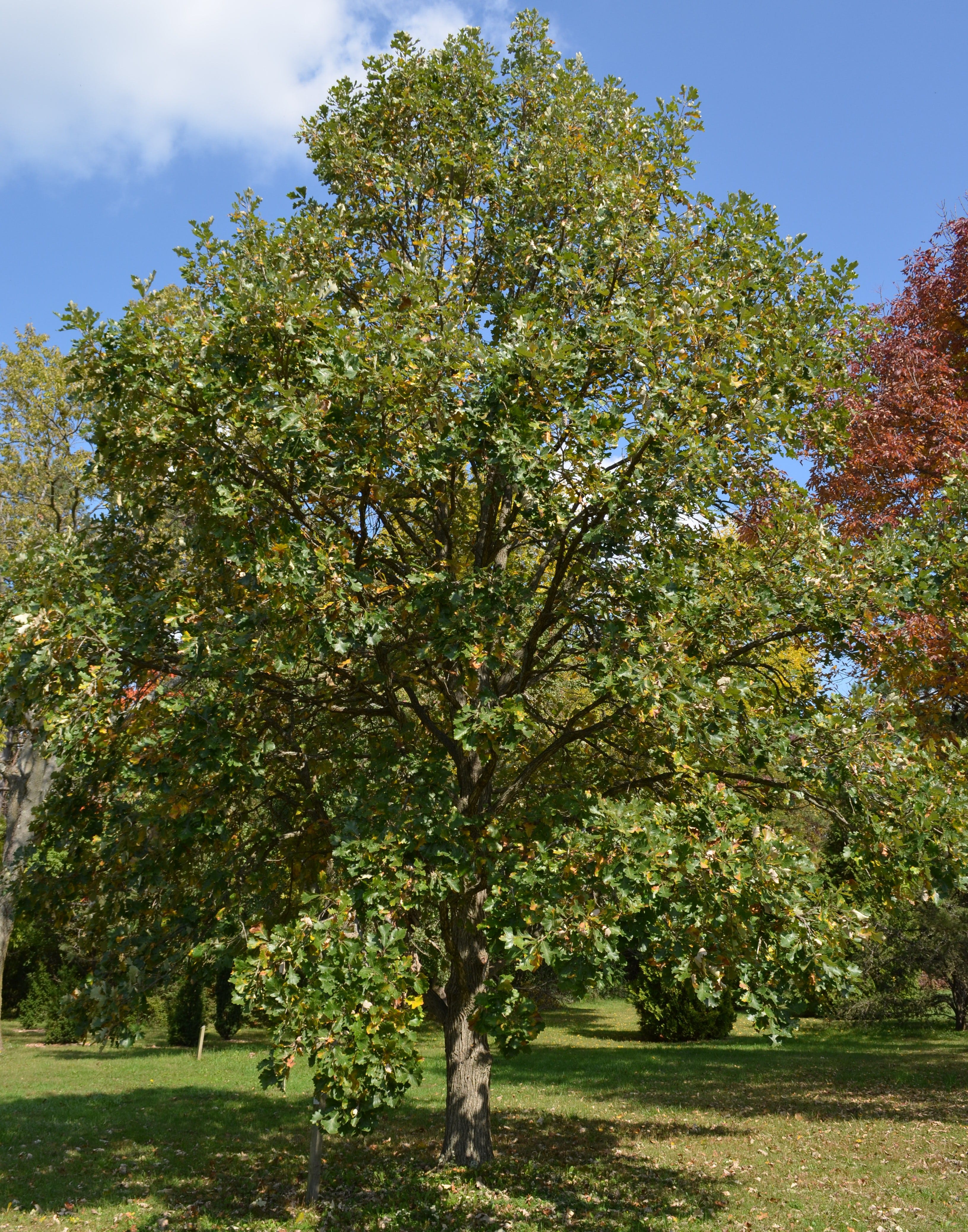 Native Plant The Majestic Bur Oak Helps Support Wildlife