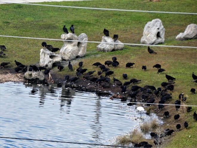 Birds gathered around a pond after thousands of fish died in mid December at Sand Point Park in Titusville. (Photo credit: Courtesy of William Klein)