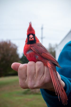 Jameson Chace holds a male cardinal that’s just been banded, weighed and measured.
