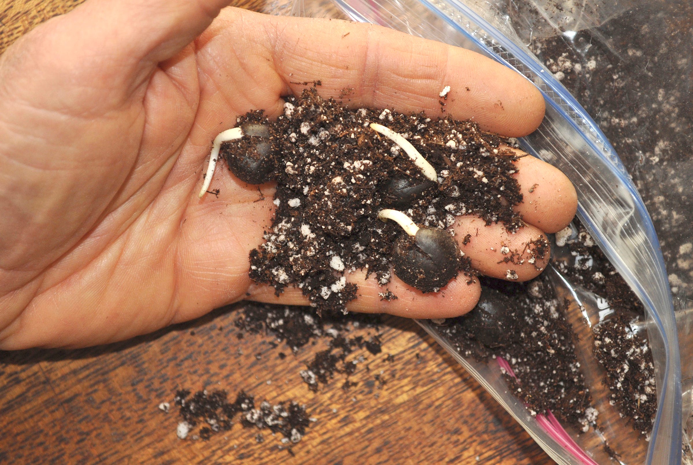 Tips for turning seeds into trees