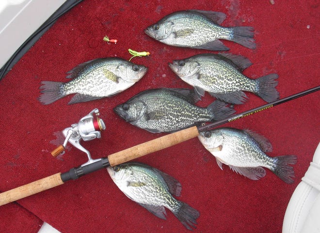 Though the weather has definitely cooled off, the bite for many fish in South Florida has gotten red hot. Anglers fishing for crappie have been getting their limits the past few days and the trend looks to continue for a while.