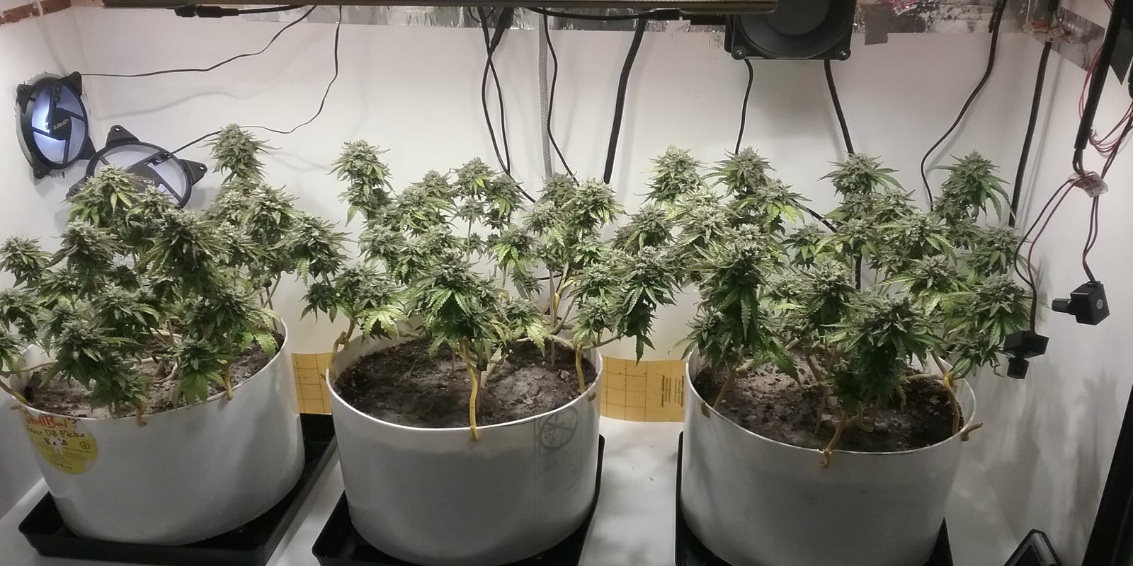 Cómo cultivar una planta de marihuana pequeña en interiores