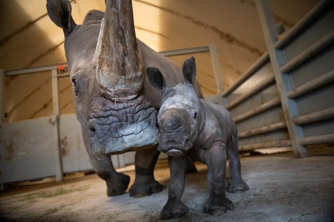 The third white rhinoceros has been born at The Wilds. The male calf was born on Dec. 24, 2020 in the rhinos' large, heated barn. This calf is the 25th white rhino to be born at The Wilds.