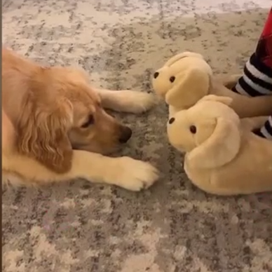 moment retriever mistakes dog slippers for puppies