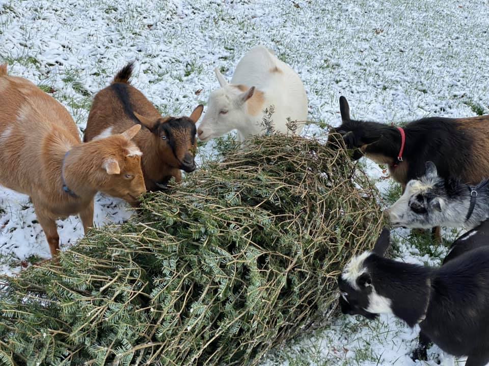 Hanson Farm Takes Your Christmas Trees To Feed Goats