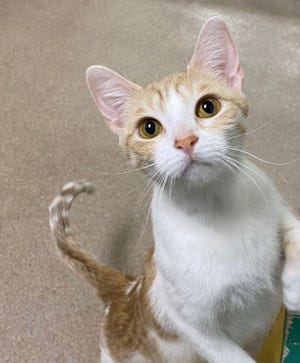 Serengeti is waiting at the Oshkosh Area Humane Society for a visit from you.