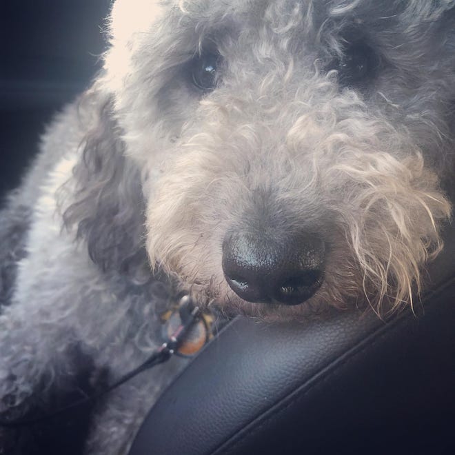 Oscar Strong is a mini Labradoodle, and he rescued me. He loves cheese, playing fetch and a long walk.