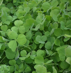 Crimson clover is simple to grow in the home garden, and the seed are inexpensive. Turing the plant into the soil improves water holding capacity and reduced the need for supplemental fertilizer.