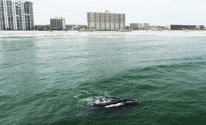 Endangered right whale mother, calf expended holiday vacation in Volusia Endangered right whale mother, calf expended holiday vacation in Volusia