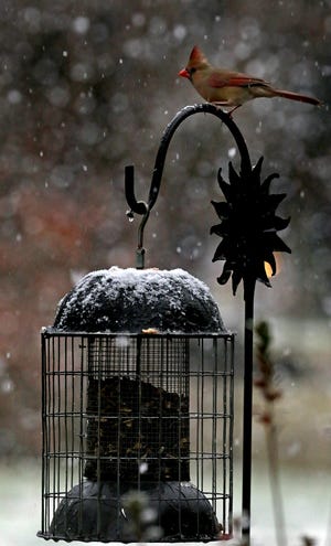 Snow falls as a cardinal stands on a bird feeder in a yard on Jackson Road in Gastonia Friday afternoon, Jan. 8, 2021.