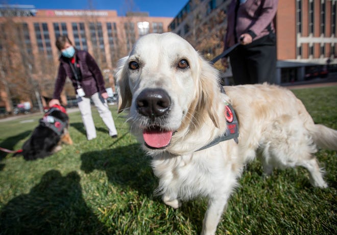 Buckeye Paws therapy dog Shiloh, a 3-year-old golden retriever, stands with his owner, Mary Justice, and fellow therapy dogs in front of Ohio State University's Wexner Medical Center in December.